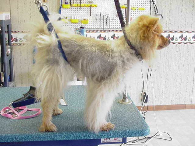 dog clippers double coat