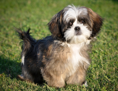 how to get a shih tzu to stop barking