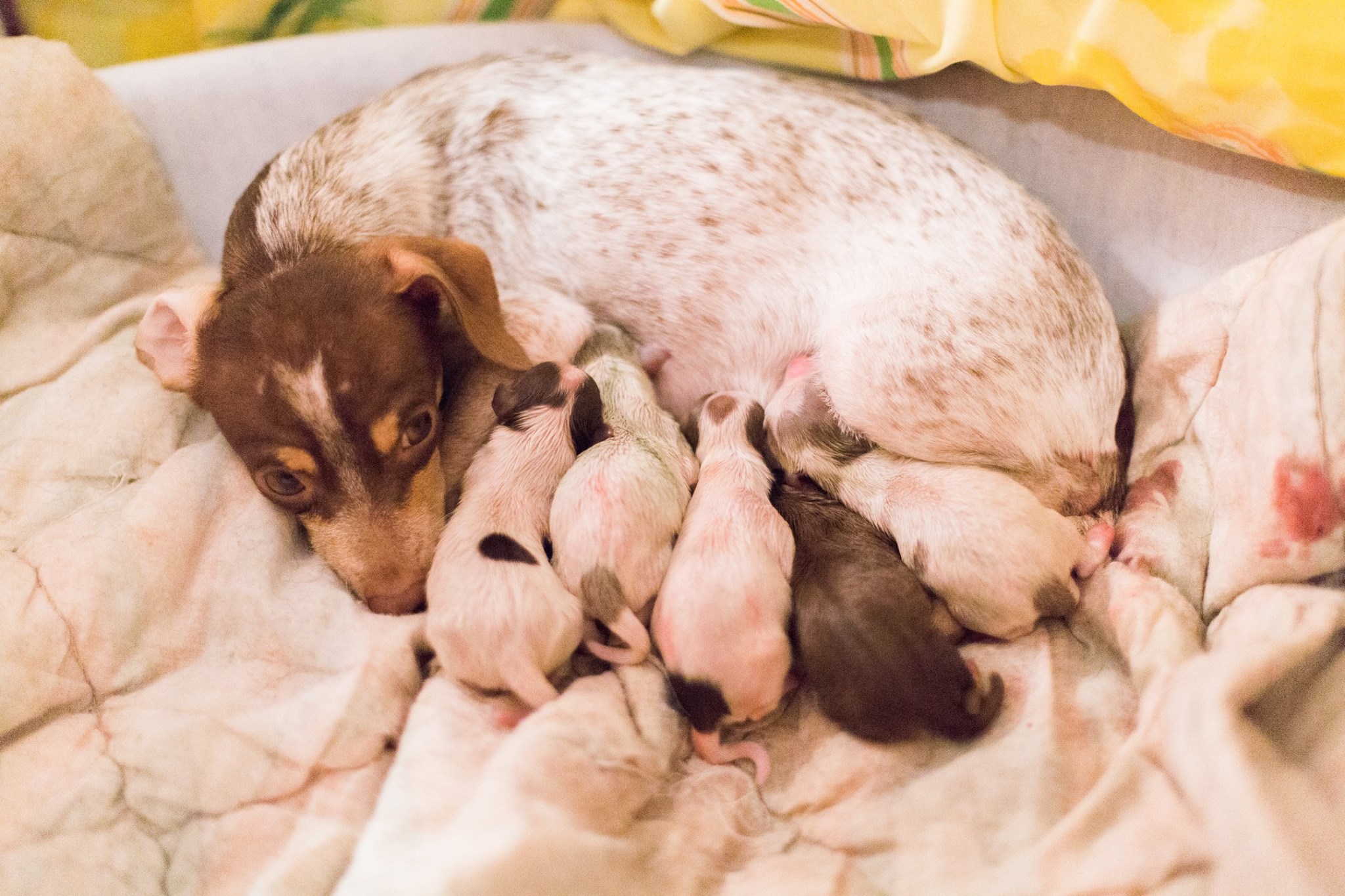 Pregnant Chihuahua Rescued From Hoarding Case Gets A